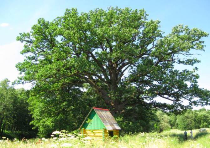 Брянский дуб занял третье место на конкурсе «дерево года» 