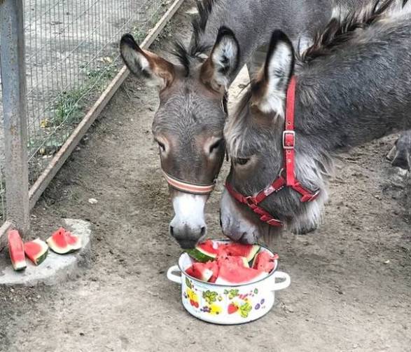 В Брянском зоопарке для животных устроят «арбузный день»