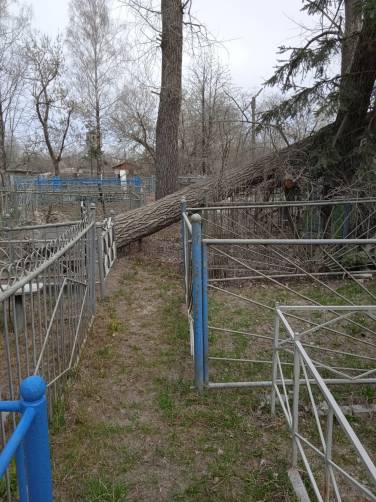 Дятьковскую администрацию попросили убрать дерево с могилы
