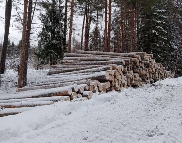 В Дятьково лесопромышленников оштрафовали за нарушения при заготовке древесины