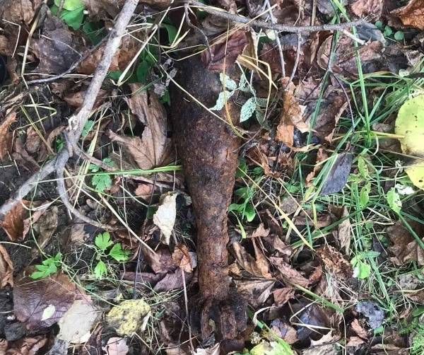 В лесу у брянского посёлка Батагово нашли мину