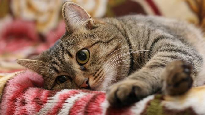 В Погаре сообщили о зверском убийстве домашних котов