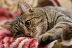 В Погаре сообщили о зверском убийстве домашних котов