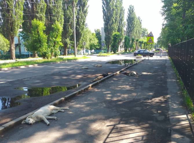 В Брянске подходы к детской поликлинике №2 оккупировала стая собак