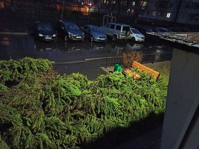 В Брянске во дворе многоэтажного дома рухнула большая ель