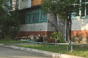 В Брянске псы взяли в заложники жителей многоэтажки