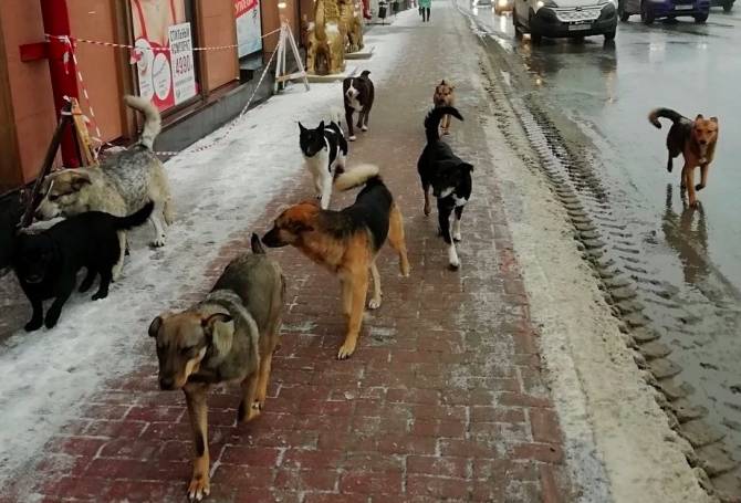 В Брянске зоозащитники оправдали нападения собак на людей
