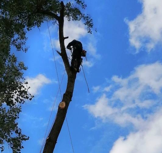 В Новозыбкове варварски обрезали деревья на улице Мичурина
