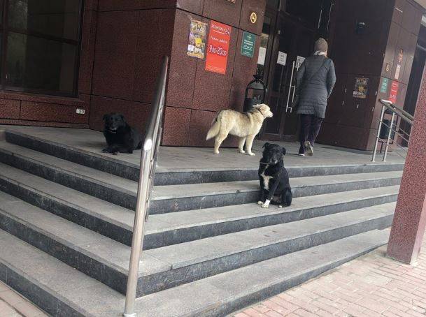 Собаки захватили вход в брянский ТЦ «Родина»