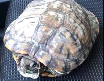В Брянске на улице Пересвета черепаха на самовыгуле едва не угодила под машину