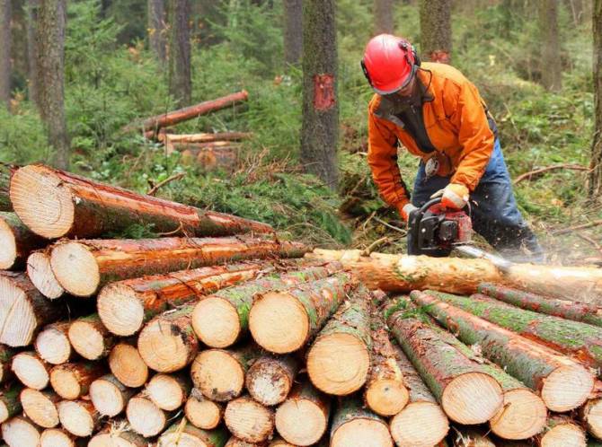 Житель Карачева вырубил деревья на 4,5 млн рублей