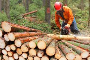 Житель Карачева вырубил деревья на 4,5 млн рублей