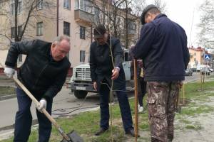 В Брянске на проспекте Московском высадили 76 саженцев рябины и липы