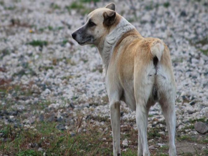 В Брянске на Ново-Советской собаки снова напали на людей