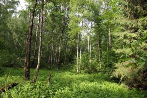 Начался сбор предложений по вопросу создания лесопаркового пояса вокруг Брянска