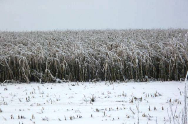 На Брянщине в мороз продолжат убирать кукурузу