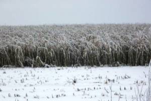 На Брянщине в мороз продолжат убирать кукурузу