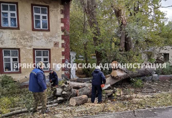 После ураганного ветра поступило 90 заявок о падениях деревьев и обрывов линий электропередач в Брянске