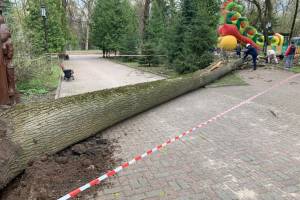 В Брянске распилили рухнувшее дерево в парке Толстого