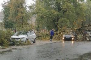 В Бежицком районе Брянска на две легковушки рухнули деревья
