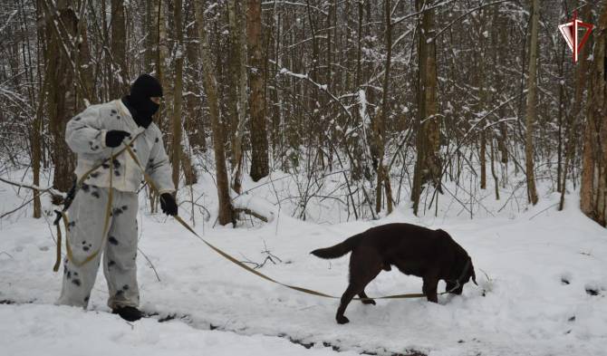 На Брянщине служебные собаки нашли 6 килограммов взрывчатки
