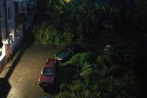 В центре Брянска дерево рухнуло на автомобили