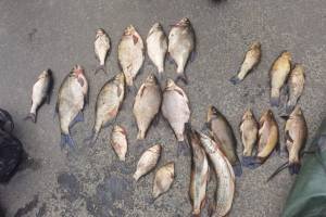 В Брянской области осудят 39-летнего уголовника за незаконную ловлю рыбы