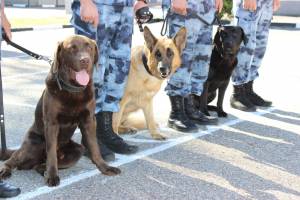 Собаки брянского управления Росгвардии отмечают «профессиональный праздник»