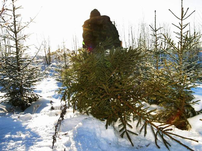 В Брянской области за вырубку елок завели уголовное дело 