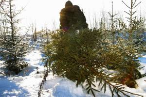 В Брянской области за вырубку елок завели уголовное дело 