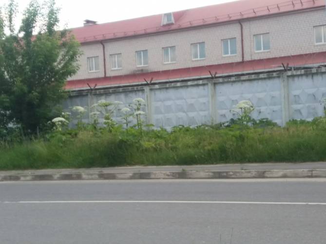 В Брянске на улице Вокзальной обнаружили заросли борщевика