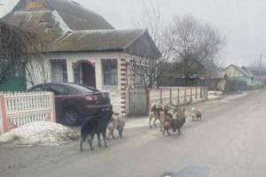 Брянский поселок Большое Полпино захватила стая агрессивных собак