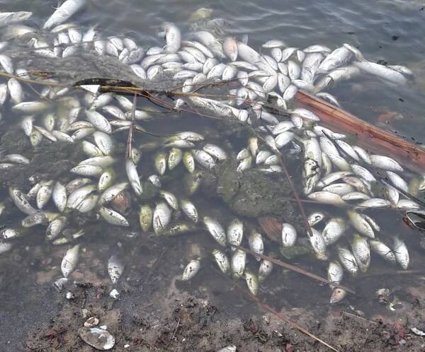 Суземские чиновники обвинили летнюю засуху в гибели рыбы