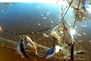 Двое брянцев сетями выловили 75 рыб в период нереста