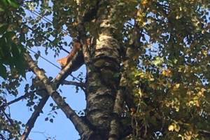 В Брянске жители улицы Костычева пытаются спасти застрявшего на дереве кота