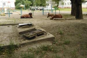 В Брянске лошади захватили детскую площадку на Володарке