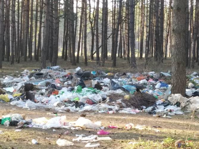 Брянские туристы загадили мусором лес под Нетьинкой