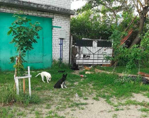 В Брянске пенсионер разводит в своем дворе собак и крыс