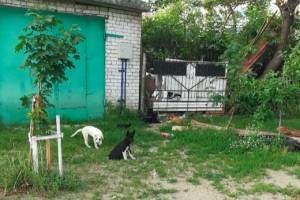 В Брянске пенсионер разводит в своем дворе собак и крыс