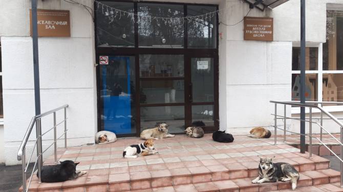 В Брянске собаки захватили вход в детскую художественную школу