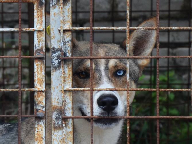 Международный день собак в Брянске отметили вниманием к бездомным псам