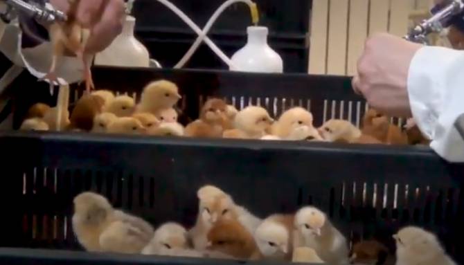 В Брянской области цыплят массово прививают от опасных инфекций