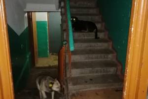 В Брянске бездомные псы оккупировали подъезд многоэтажки на улице Почтовой