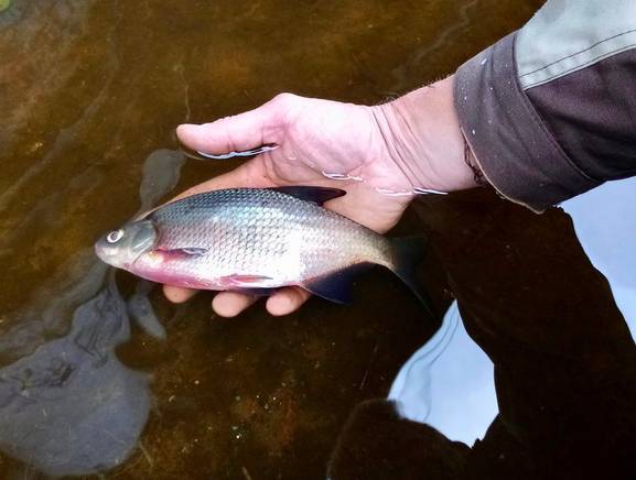 В Клинцовском районе нашли причину массовой гибели рыбы в реке Вепринка