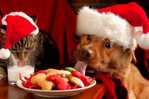 О чем стоит помнить владельцам домашних животных в новогодние праздники