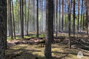 В Брянском районе горел лес