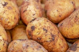 Урожай картофеля на Брянщине оказался под угрозой