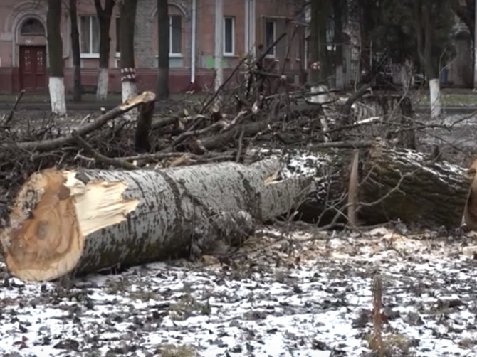 В брянском сквере Камозина спилили 13 деревьев