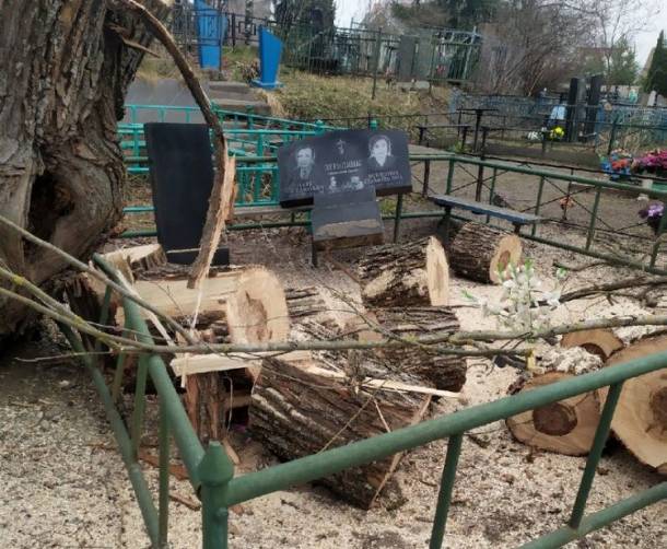 На кладбище в Бежичах рабочие устроили погром при уборке деревьев