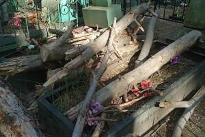 В Брянске на кладбище могилы завалили спиленными деревьями